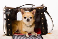 Comment choisir un sac de transport pour chien ?