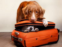 Le sac de transport est-il adapté à tous les chiens ?
