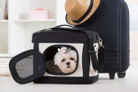 Prendre son chien dans les transports