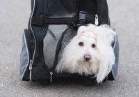 Apprendre à son chien à rester calme dans son sac de transport