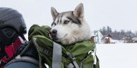 Faire des activités sportives avec son chien