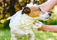 Un homme fait un shampoing à son chien