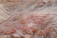 Un chien avec une peau rouge et enflammée