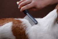Un homme peigne le pelage de son chien