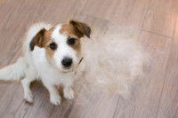 Un chien Fox Terrier qui a perdu beaucoup de poils pendant la mue