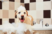 Un chien plein de mousse prend un bain dans une baignoire