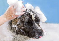 Une femme fait un shampoing à son chien