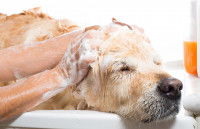 Un chien se fait shampouiner dans la salle de bains