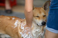 Un homme fait un shampoing à son chien