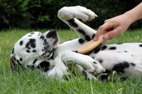 Un Dalmatien apprécie de se faire brosser
