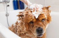 Une femme fait mousser le shampoing sur son chien Chow Chow