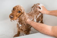 Un chien Cocker se fait faire un shampoing