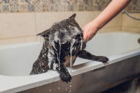 Un Bouledogue Français noir prend un bain