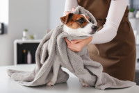 Une femme sèche son chien avec une serviette après le bain