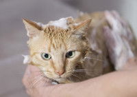 Un homme lave son chat avec un shampoing