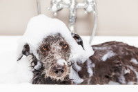Un chien terrier dans la baignoire avec du shampoing sur la tête
