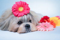 Un Shih Tzu avec des grosses fleurs autour de lui