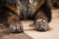 Un chien sale allongé sur le sol
