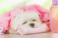 Un petit chien allongé sur une serviette rose après le bain