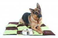 Un Berger Allemand assis devant sa gamelle sur un tapis