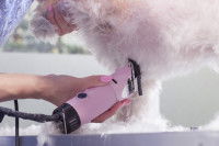 Les tondeuses pour chien professionnelles