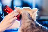 Les tondeuses pour chien semi-professionnelles