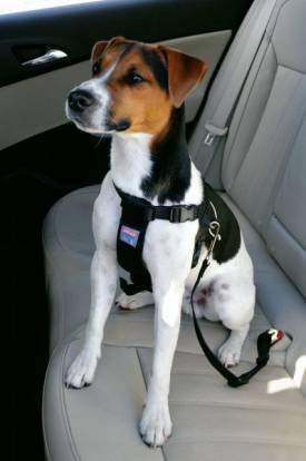 Harnais et Ceintures de Sécurité pour chien en voiture