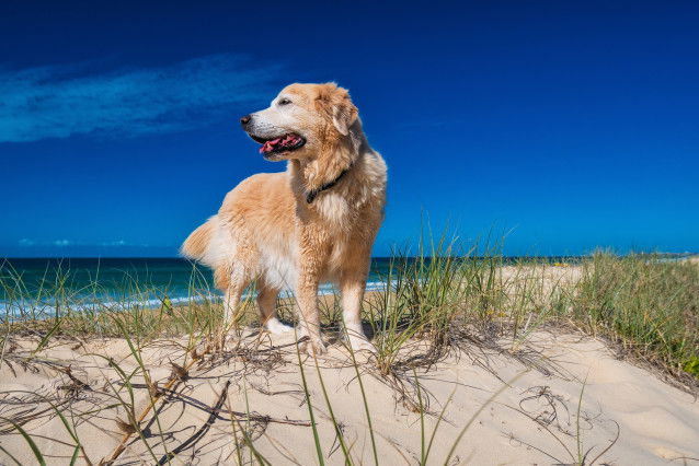 Un beau chien de type Golden Retriever sur la plage
