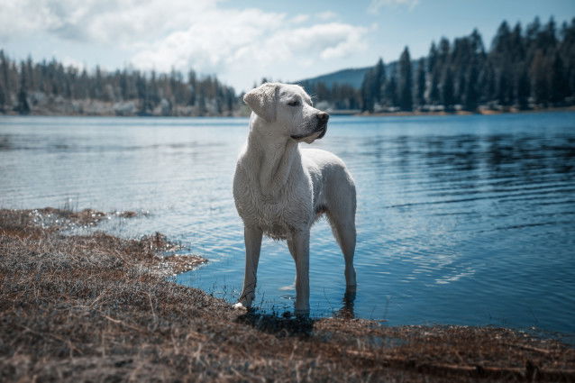 Un Labrador dans un lac de montagne