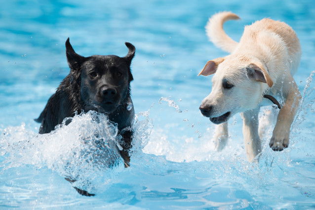 Un Labrador noir et un Labrador blanc jouent ensemble dans une piscine