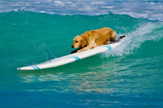 Un Golden Retriever fait du surf