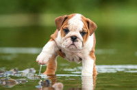 Un chiot Bouledogue Anglais patauge dans l'eau