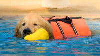 Un jeune Golden Retriever avec un gilet de sauvetage nage dans la piscine