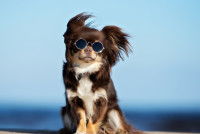 Un petit chien mignon sur la plage avec des lunettes de soleil
