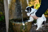 Un homme aide son petit chien à boire à la fontaine