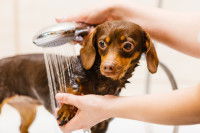 Une femme rince son chien dans la baignoire