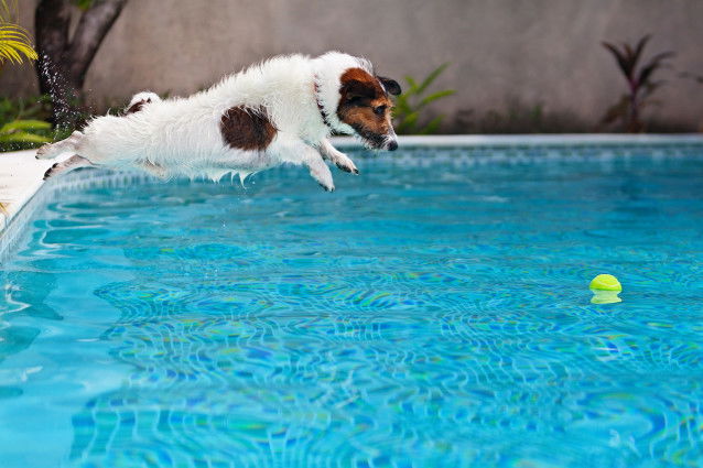 Un Jack Russel plonge dans une piscine pour attraper une balle
