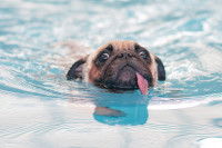 Un chien Carlin a du mal à nager dans la piscine