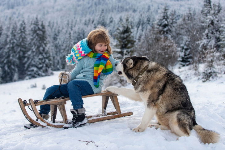 Une petite fille et un Husky font de la luge