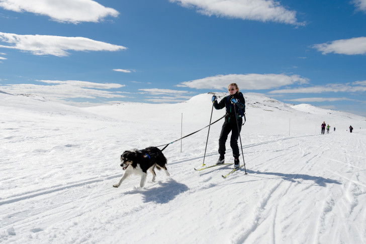 Une femme en ski se fait tracter par son chien