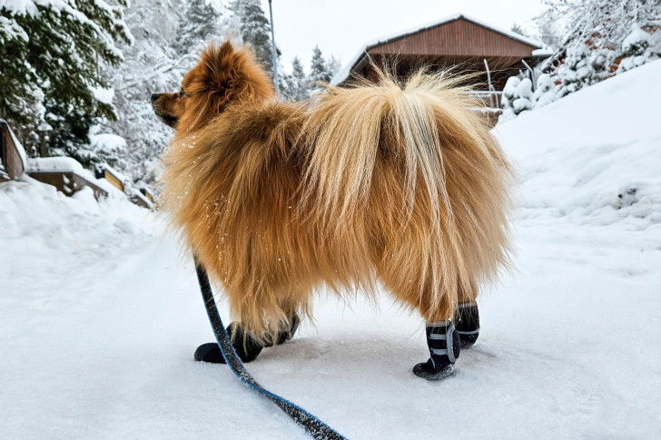 Un petit chien avec des chaussures debout dans la neige