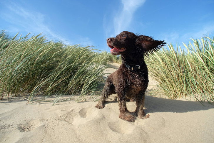 Un chien noir dans le sable