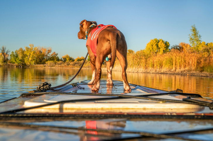Un chien fait du paddle avec son maître sur un lac