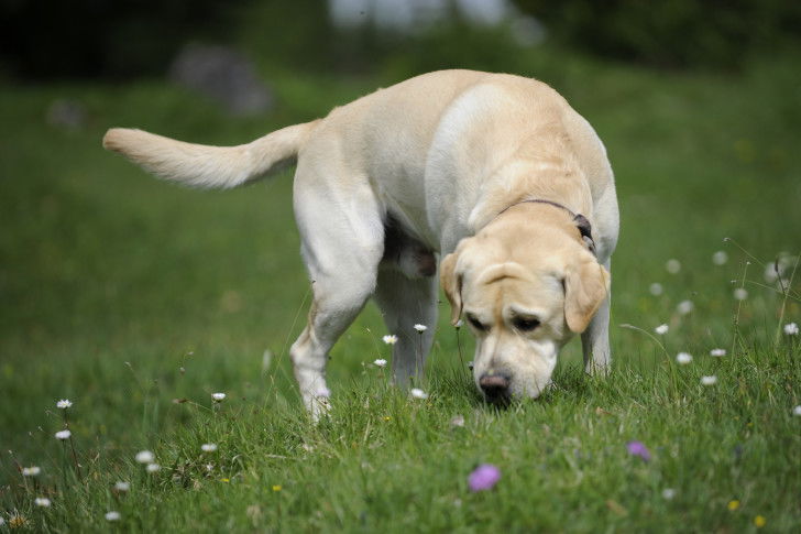 Un jeune chiot cherche une piste dans l'herbe