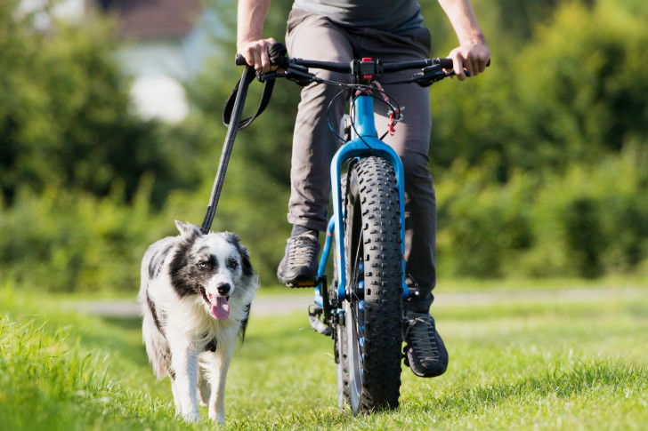 Un homme fait du vélo avec son Border Collie