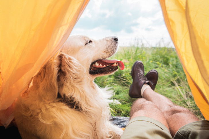Un homme et son Golden Retriever font du camping