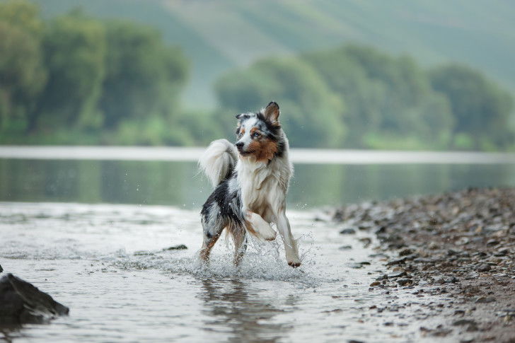 Un Berger Australien court dans l'eau d'un lac
