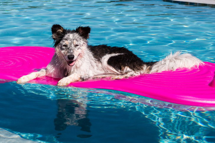 Un chien croisé sur un matelas gonflable dans une piscine