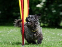 Les origines de l'agility