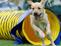 L'agility, une discipline ouverte à tous les chiens